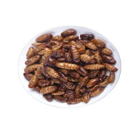 蠶蛹油炸蠶蛹香酥蠶蛹昆蟲零食竹蟲蟋蟀代發開袋即食蠶蛹零食