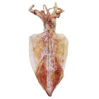 野生海捕燒烤手撕淡干生曬北海魷魚干貨批發小大尤魚源頭廠家優惠