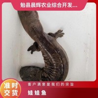 娃娃魚苗 大鯢肝臟 優(yōu)質(zhì)水產(chǎn)生態(tài)養(yǎng)殖鮮活 真空冷鮮   100條