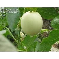 陜西甜瓜上市 大量供應(yīng) 品質(zhì)優(yōu)良 10000斤