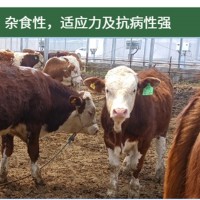 廠家直供 西門塔爾牛 小牛犢 肉牛 可預(yù)定 開魯振發(fā)養(yǎng)殖場