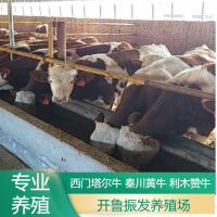 改良育肥利木贊牛小牛犢 養(yǎng)殖成年種牛 肉牛犢養(yǎng)殖基地