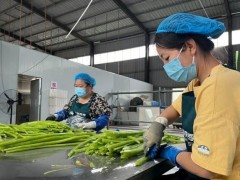 民樂：農業“鏈”上發力 鄉村“鏈”出振興